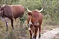 Oxen coming home after grazing