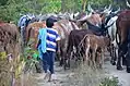 A young herdsman learns his trade