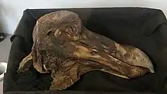 Skull and lower jaw of a dodo in a box