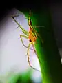 on Okra stem