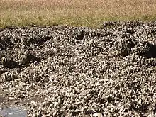 Oyster bed on Cockspur Island