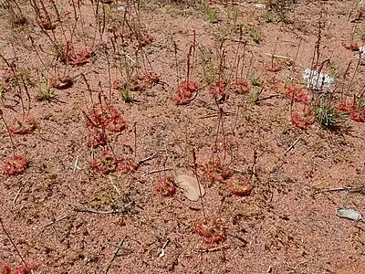 Massed plants