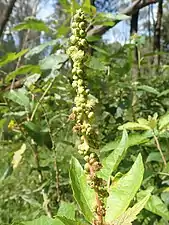 Male flowers