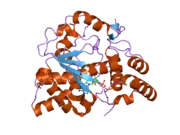 1z28: Crystal Structures of SULT1A2 and SULT1A1*3: Implications in the bioactivation of N-hydroxy-2-acetylamino fluorine (OH-AAF)