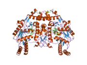 1zzt: Bovine eNOS N368D/V106M double mutant with L-N(omega)-Nitroarginine-(4R)-Amino-L-Proline Amide Bound