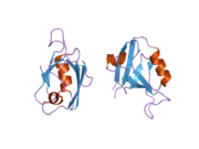 2g2l: Crystal Structure of the Second PDZ Domain of SAP97 in Complex with a GluR-A C-terminal Peptide