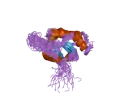 2hrn: Solution Structure of Cu(I) P174L-HSco1