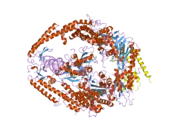 2o8f: human MutSalpha (MSH2/MSH6) bound to DNA with a single base T insert