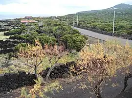 Coastal landscape around Arcos, in the parish of Santa Luzia, Pico Island