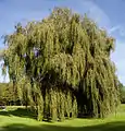 Tree in Petegem-aan-de-Schelde