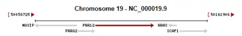 PRR12 gene neighborhood