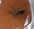 Agelenopsis under a magnifying glass