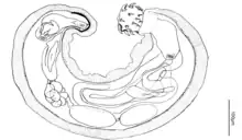 Diagram of a male Pachysentis_lauroi showing the eight cements glands in a clustered arrangement below the anterior and posterior testes.