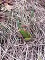 Blended color morph green with brown stripes