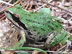 Pacific tree frog