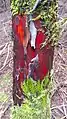 Color variations of bark on Pacific yew