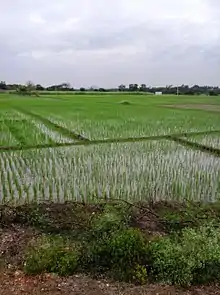 Paddy fields at Nanjangud