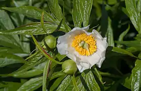 Paeonia emodi