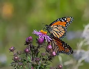 Two monarch butterflies on a New England aster plant; the butterflies have deep orange wings with black stripes, and their bodies and the edges of their wings are black with small white dots