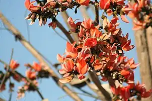 Palash flowers, bright red, pepper the skyline in Jharkhand during fall, also known as forest fire