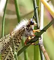 Detail of head and thorax