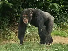 black chimpanzee walking on all fours