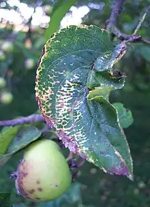 Apple mosaic virus