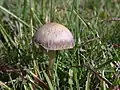 Wild Panaeolus foenisecii showing banded cap