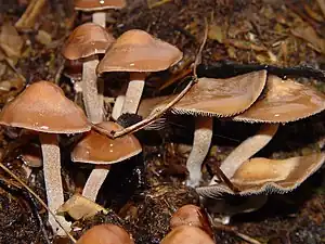 Panaeolus cinctulus