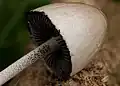 Close up of cap and gills. Note the black spores.