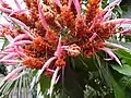 Close up of bloom of the Panama queen in the Palm House of Kew Gardens in London England.