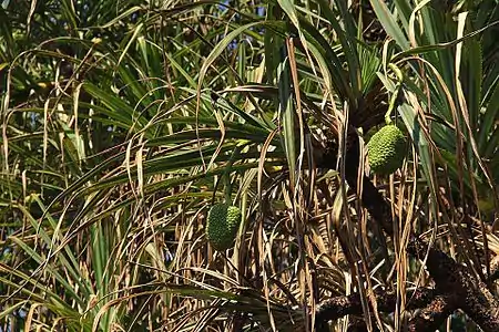 Leaves and fruit