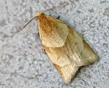 Moth