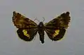 Small yellow underwing Panemeria tenebrataCatocalinae