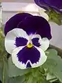 Hybrid pansy