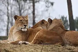 Lions