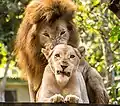 Image 5Two lions at El Salvador's national zoo