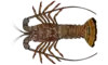 Spiny lobster