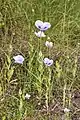 Papaver setigerum, plants with flowers in Aude, France