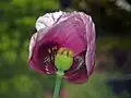 Flower of Papaver setigerum, inside view