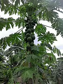 Mature tree with unripe fruit in Kinshasa