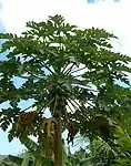 Papaya (Papaya, Papita in Hindi & pepe or pe(n)pe in Bengali, पपई in Marathi, Parangi in Kannada, Pappali in Tamil,Boppai in Telugu