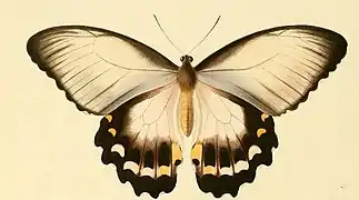 Papilio aegeus