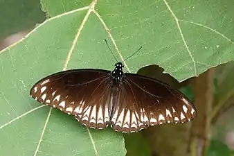 Imago (form clytia)