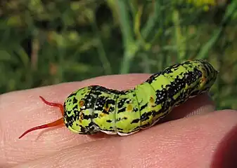 Papilio demodocus larva applying one horn of the evaginated osmeterium to an offending finger.