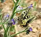 Papilio machaon on Anchusa azurea