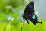 P. p. nakaharai — lateral view