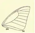 Adult forewing of Graphium agetes. Second anal vein, 2A, extends up to the wing margin and does not link with the first anal vein, 1A.