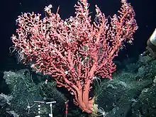 Colour photo of a Pink sea fan coral (Paragorgiidae), covered in small white starfish