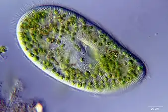 A single-celled ciliate with green zoochlorellae living inside endosymbiotically